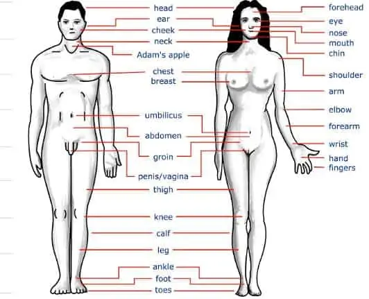Human-body-parts
