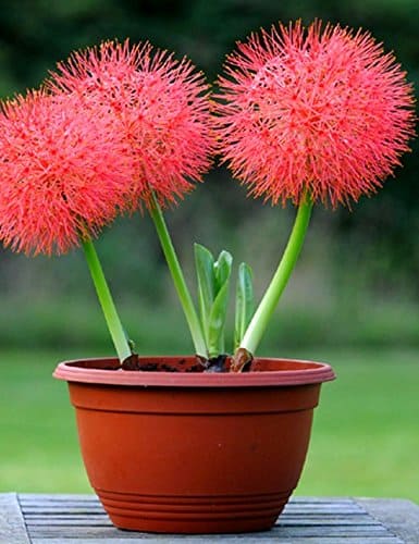 BLOOD LILY