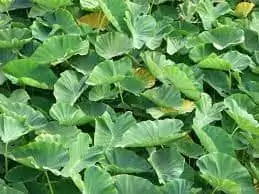 Colocasia Leaves