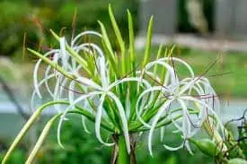 Grand Crinum Lily 