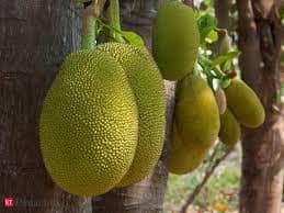 Jackfruit 