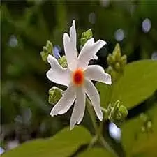 Night Flowering Jasmine 