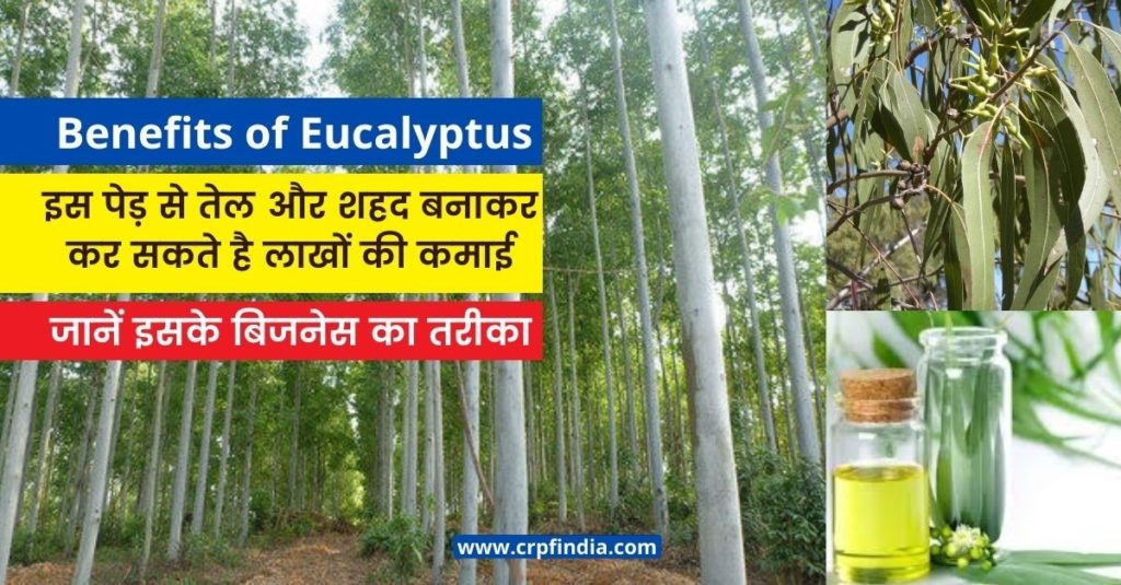 Benefits-of-eucalyptus
