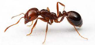 चींटी (Ant)