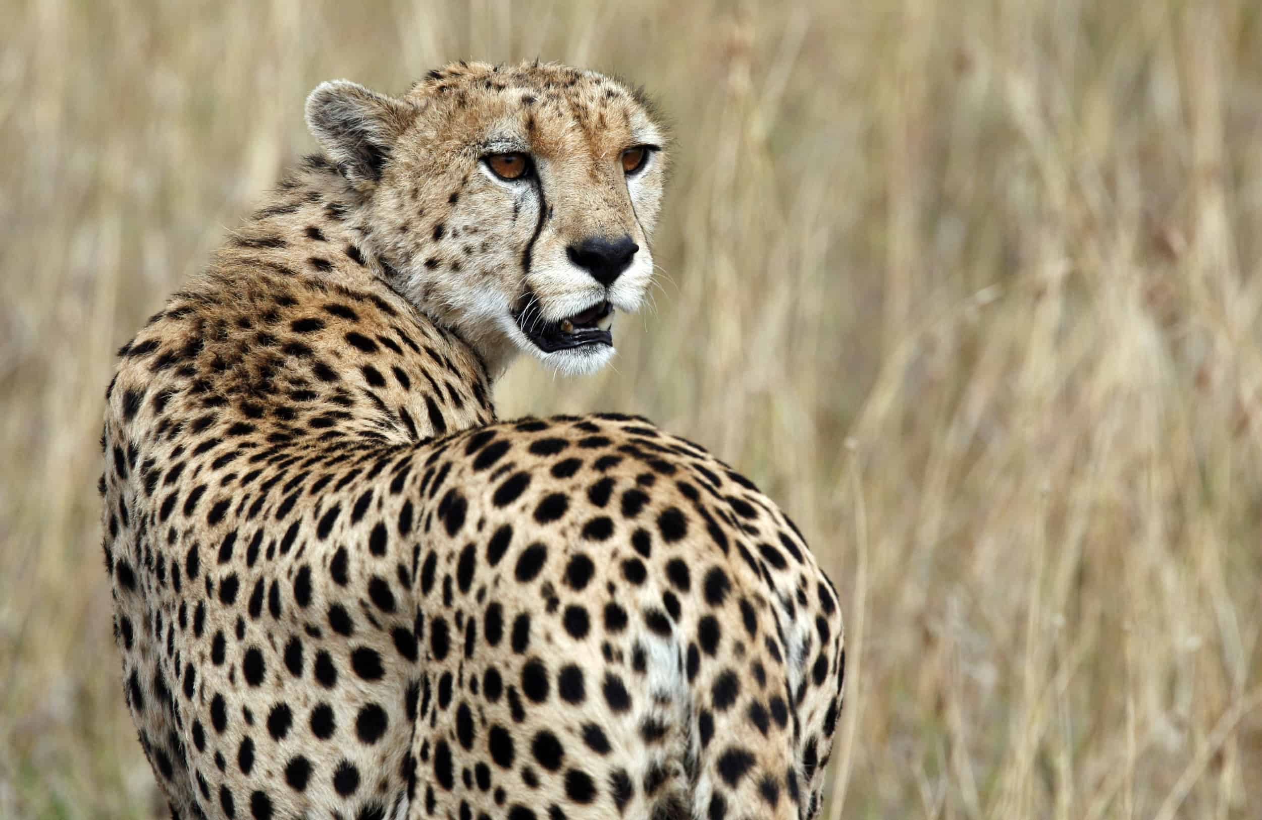 चीता (Cheetah )