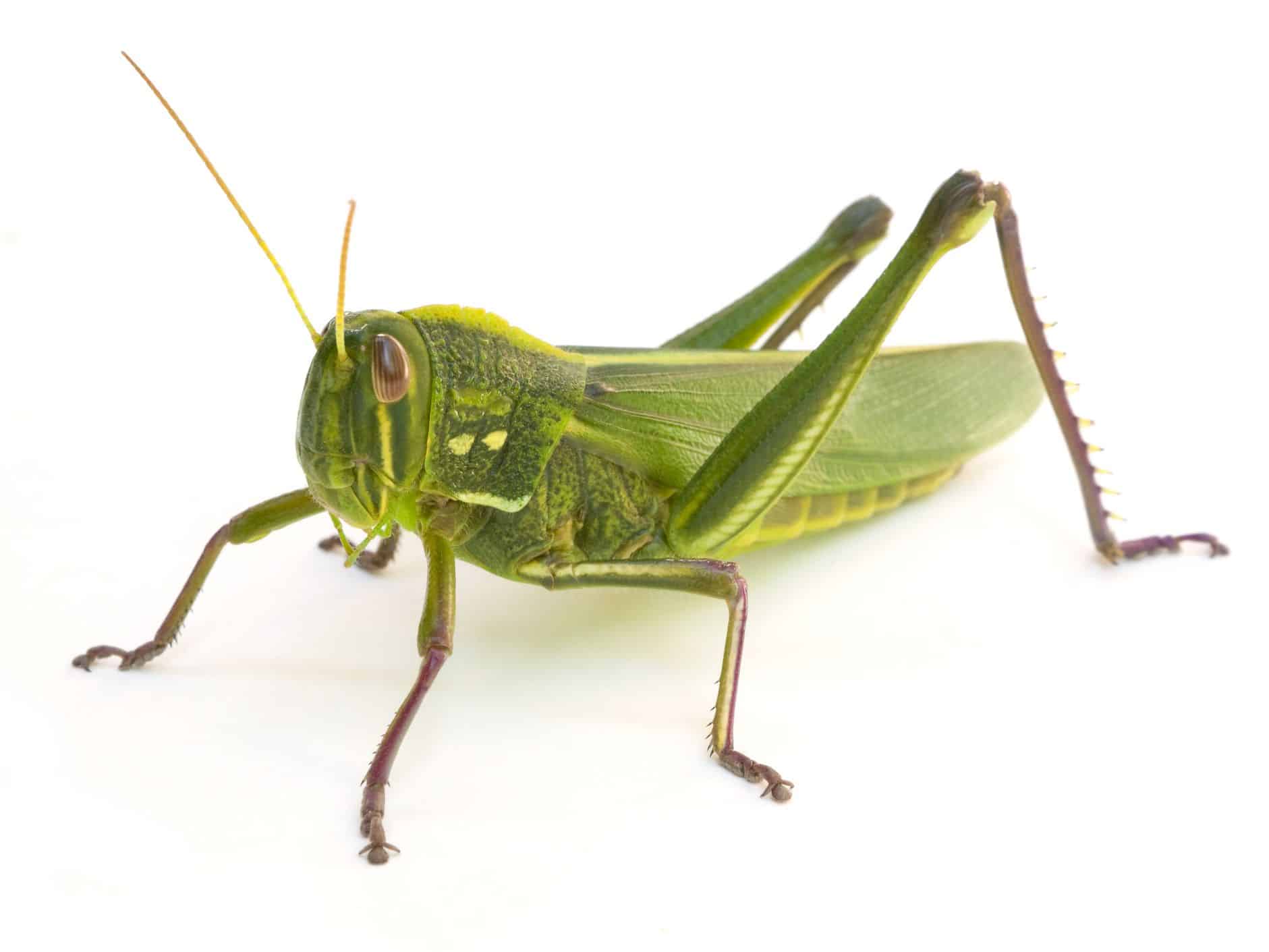 टिड्डी (Grasshopper)