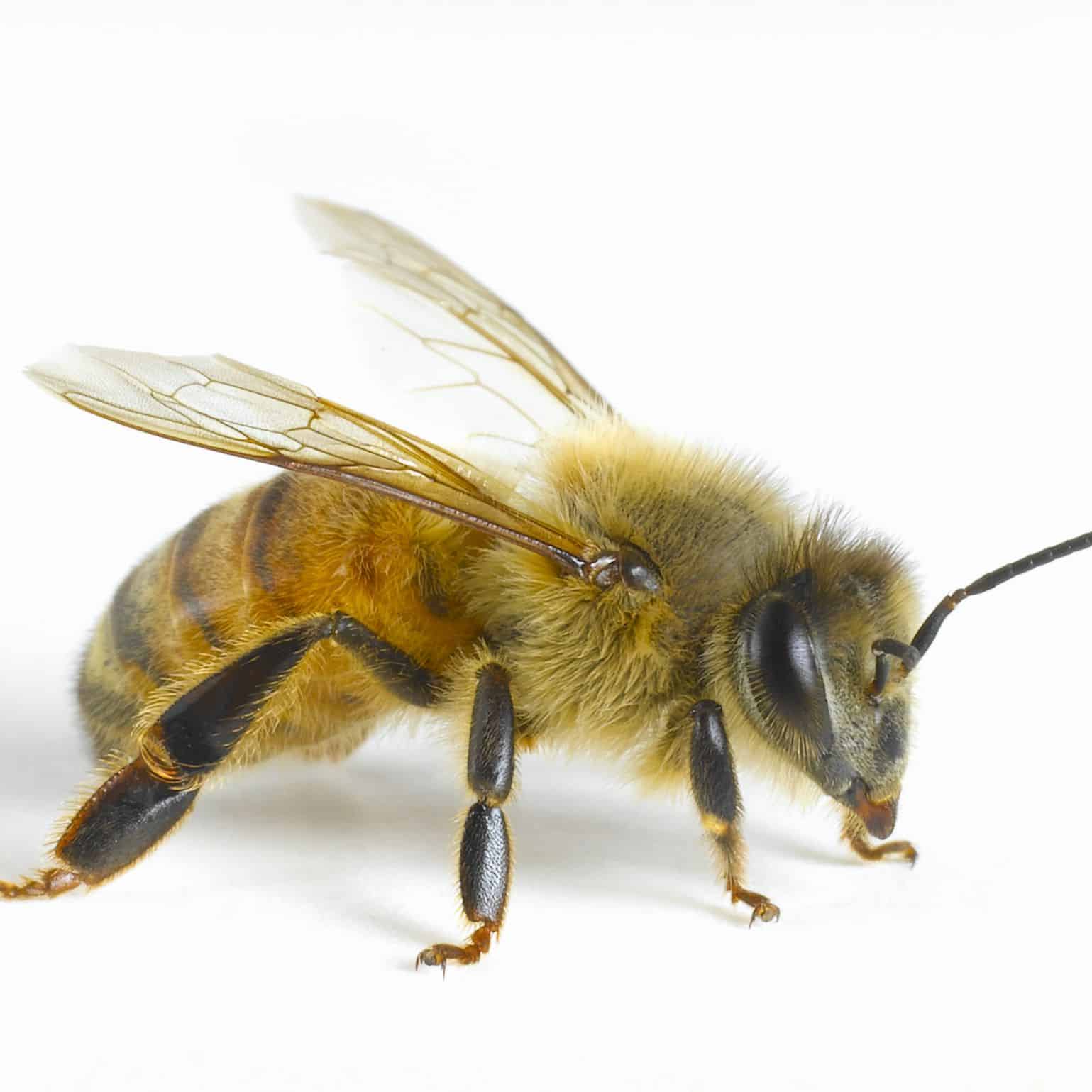 मधुमक्खी (Honey bee)