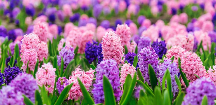 ह्यचीन्थ (Hyacinth)