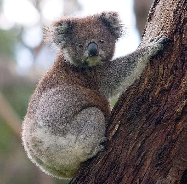 कोअला (Koala)