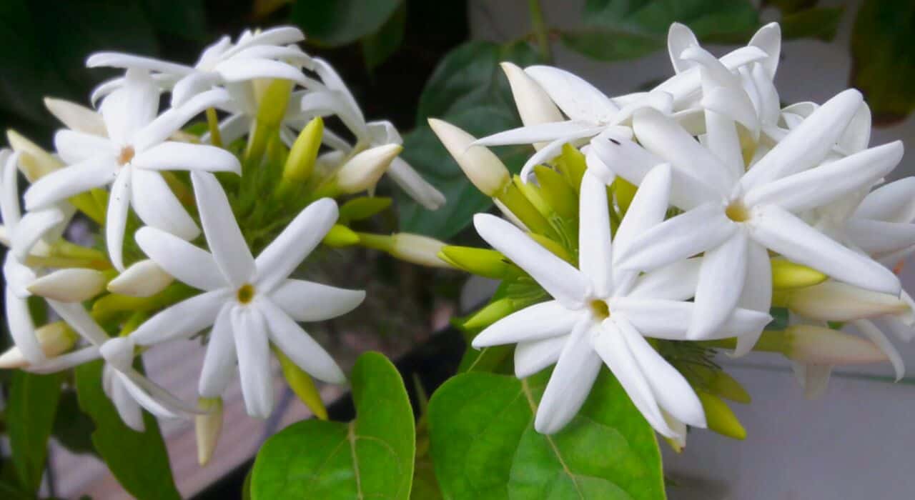 Flowers Name in Sanskrit | फूलों के नाम संस्कृत में