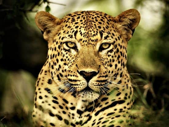 लेपर्ड (Leopard)