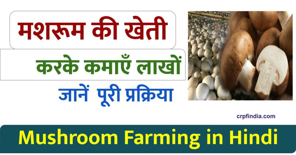 मशरूम की खेती कैसे होती है, जाने यहाँ | Mushroom Farming in Hindi