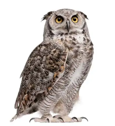 उल्लू (Owl)