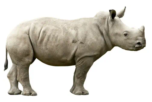 गेंडा (Rhinoceros)