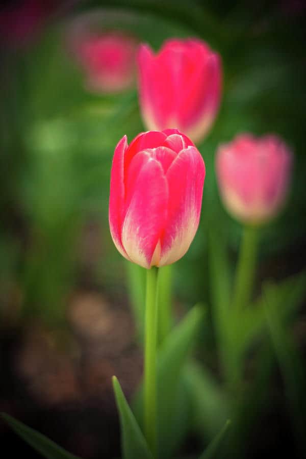 कंदपुष्प Tulip 