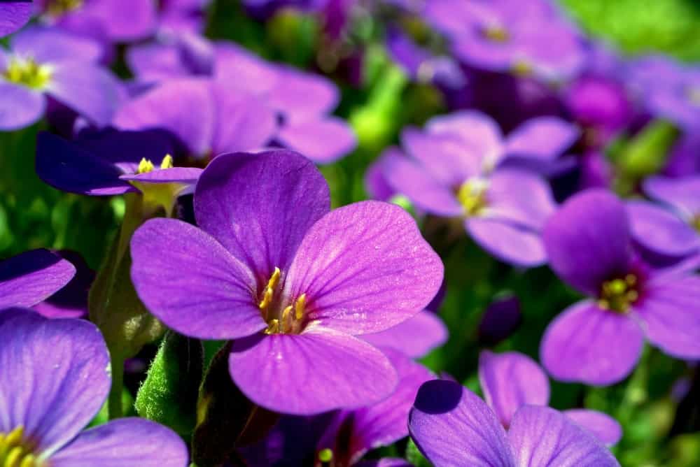 ब्रह्माण्ड फूल (Viola)