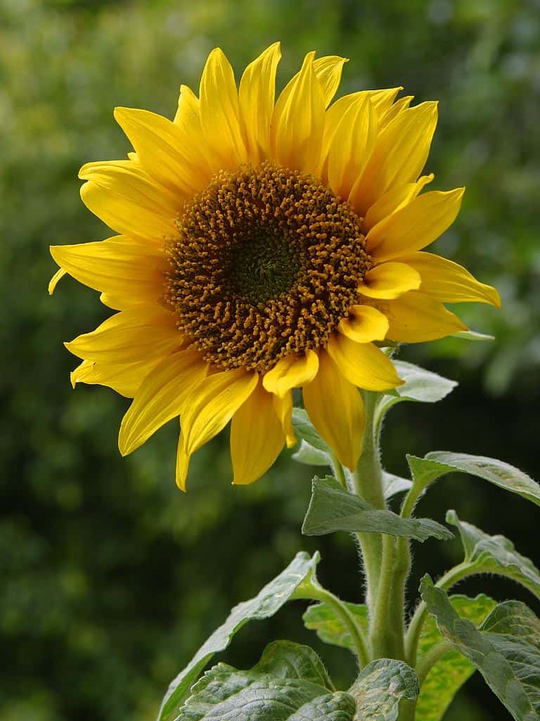 सूरजमुखी  sunflower