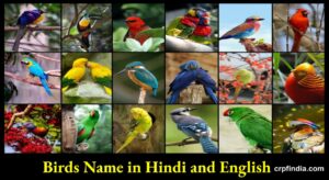 Birds Name in Hindi and English - पक्षियों के नाम