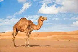 domestic animals Camel