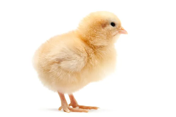 मुर्गी का बच्चा (Chick)