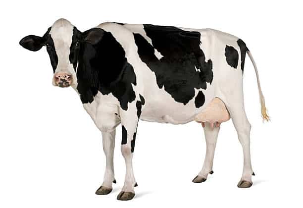 domestic animals Cow