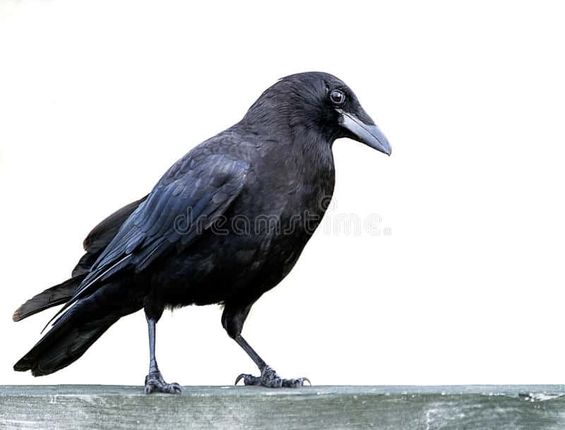 कौवा (Crow)