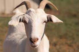 domestic animals Goat