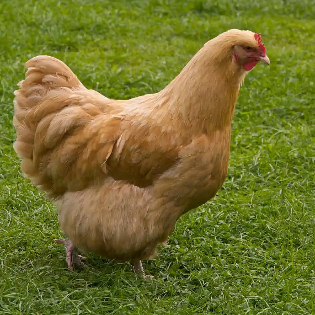 मुर्गी (Hen)