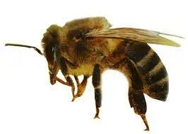 domestic animals Honey Bee