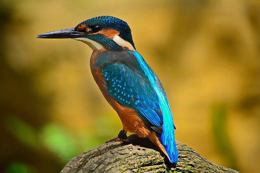 राम चिरैया (Kingfisher)