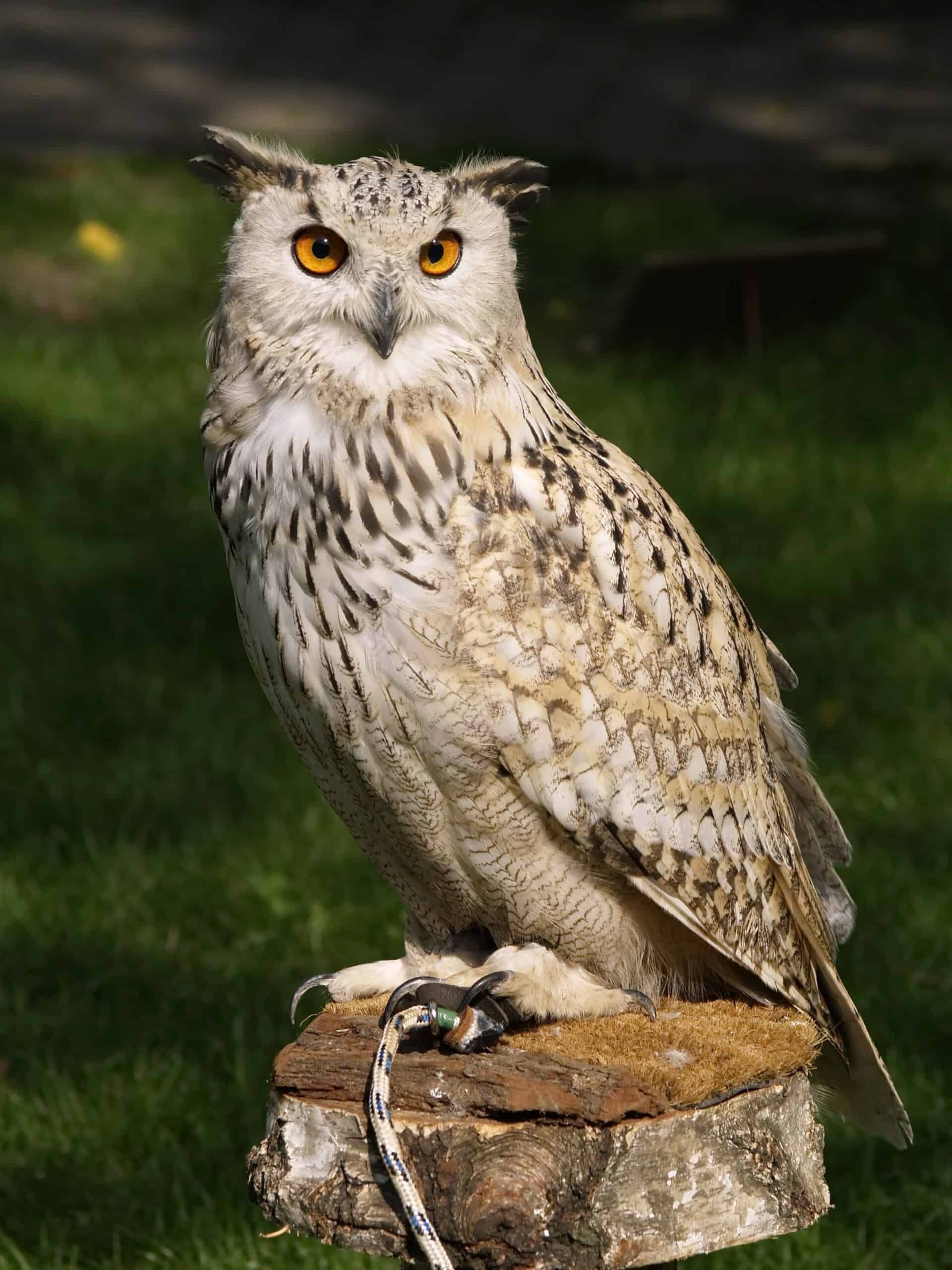 उल्लू (Owl)
