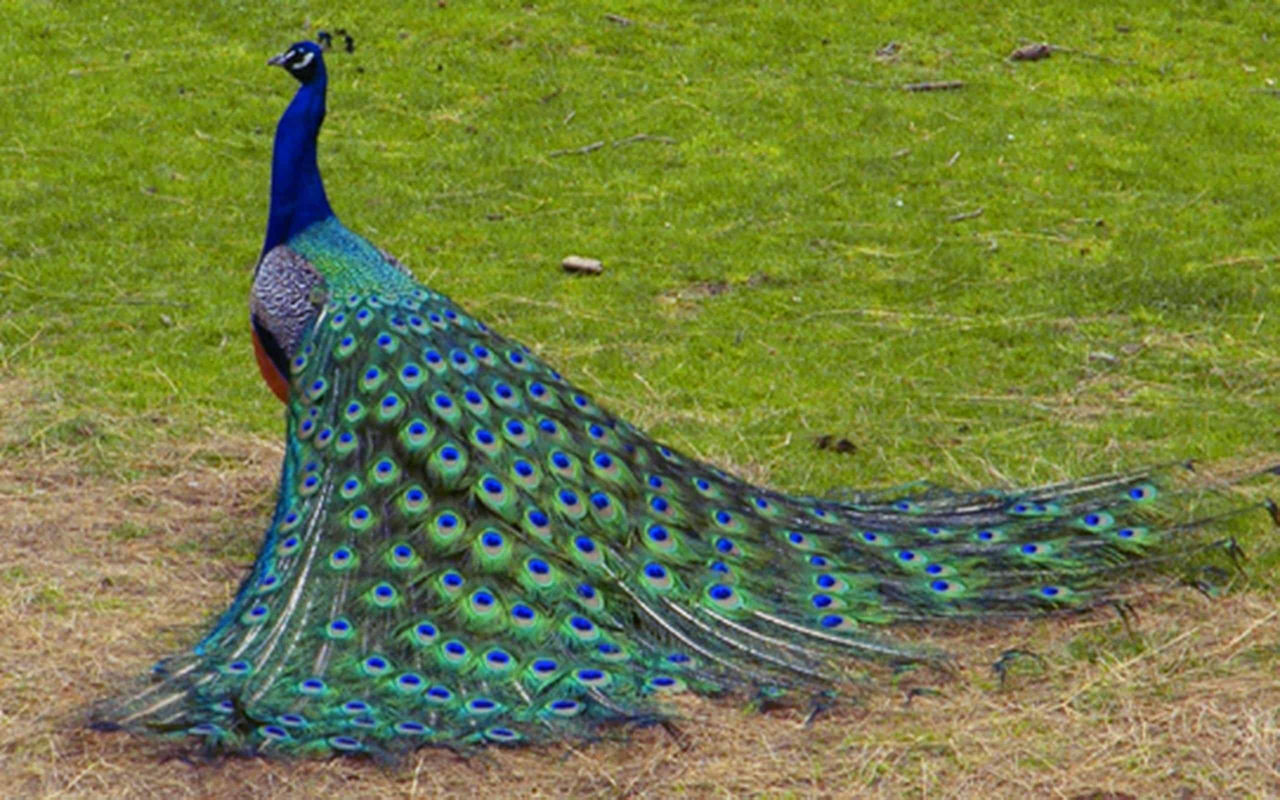 मोर (Peacock)
