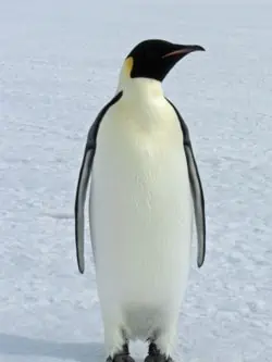 पेंगुइन (Penguin)