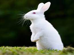 domestic animals Rabbit