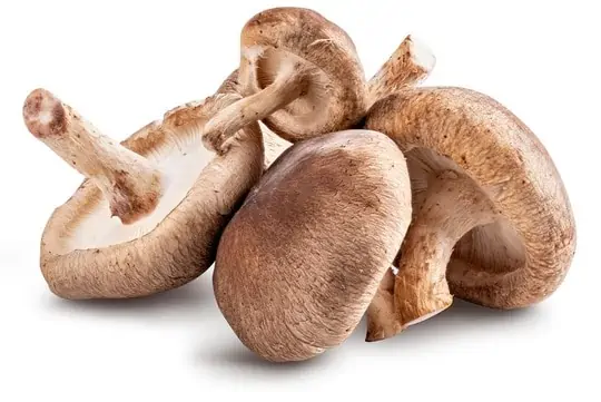 Shiitake Mushroom - शिटाके मशरूम 