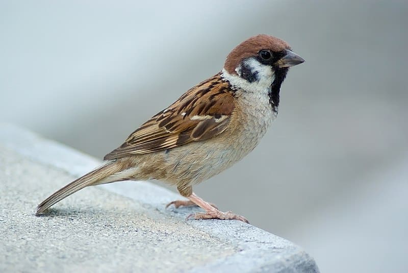गोरैया (Sparrow)