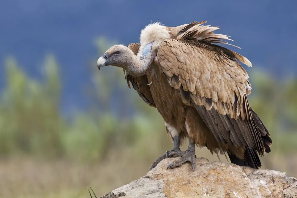 गिद्ध (Vulture)