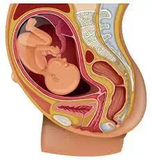 गर्भाशय (Womb)