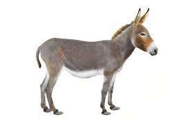 domestic animals donkey