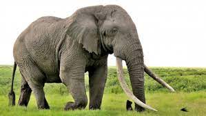 domestic animals elephant.