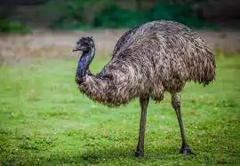 domestic animals emu