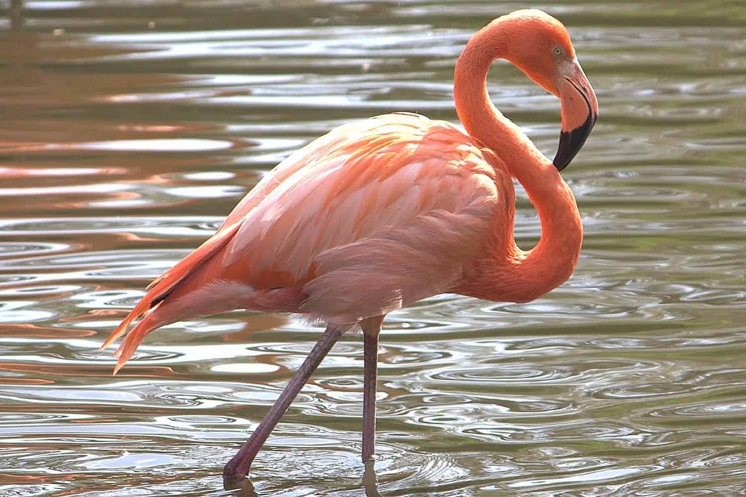 राजहंस (Flamingo)