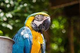domestic animals parrot