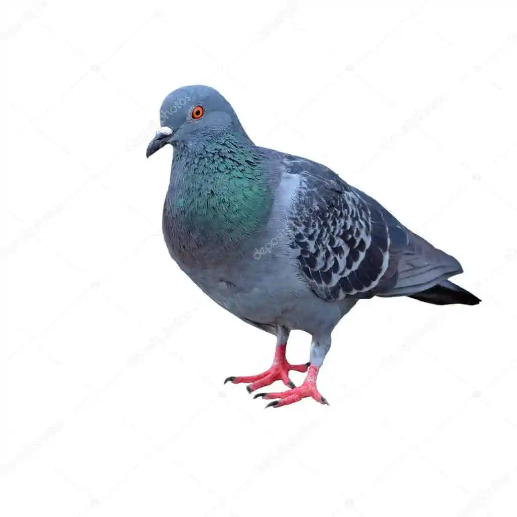 कबूतर (Pigeon)