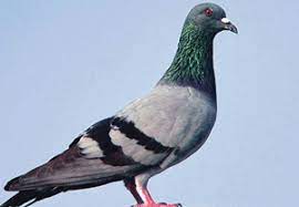 domestic animals pigeon
