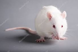 domestic animals white Rat