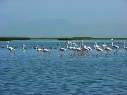 Chilika Lake (Odisha)