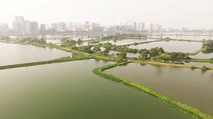 East Kolkata Wetlands (West Bengal).