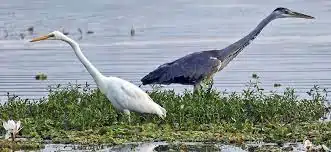 Kanjirankulam Bird Sanctuary wetland area