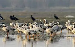Kanjli Wetland (Punjab)